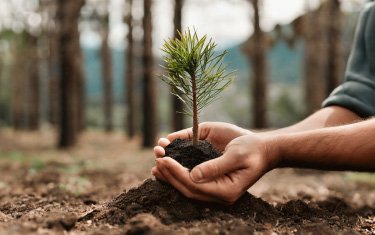 Partnerschaft mit PLANT-MY-TREE® für die Aufforstung und Erhaltung unserer Wälder
